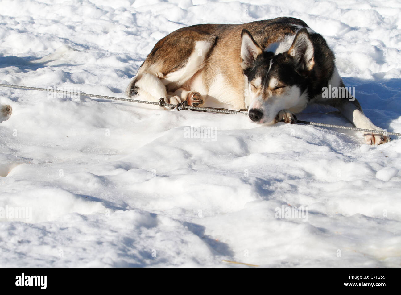 Les chiens de traîneau à chiens en dehors de plans rapprochés Banque D'Images