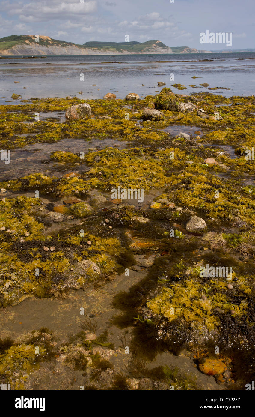 Large plage de corniches, Lyme Regis à marée basse. Bon rock-pool site. Le Dorset. Banque D'Images