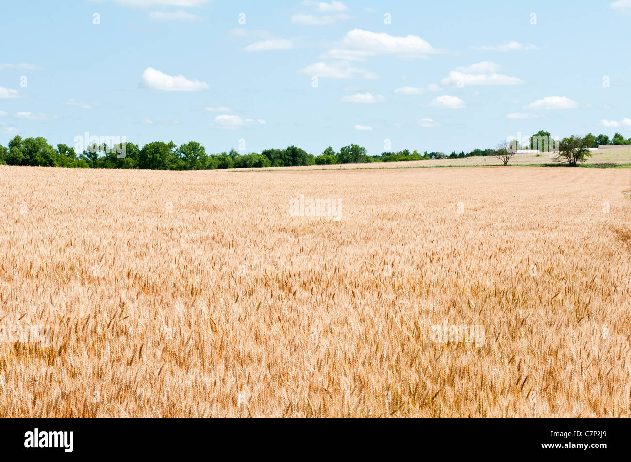 Une récolte de blé mûr est indiqué dans le champ avec white puffy nuages dans le ciel bleu. Banque D'Images