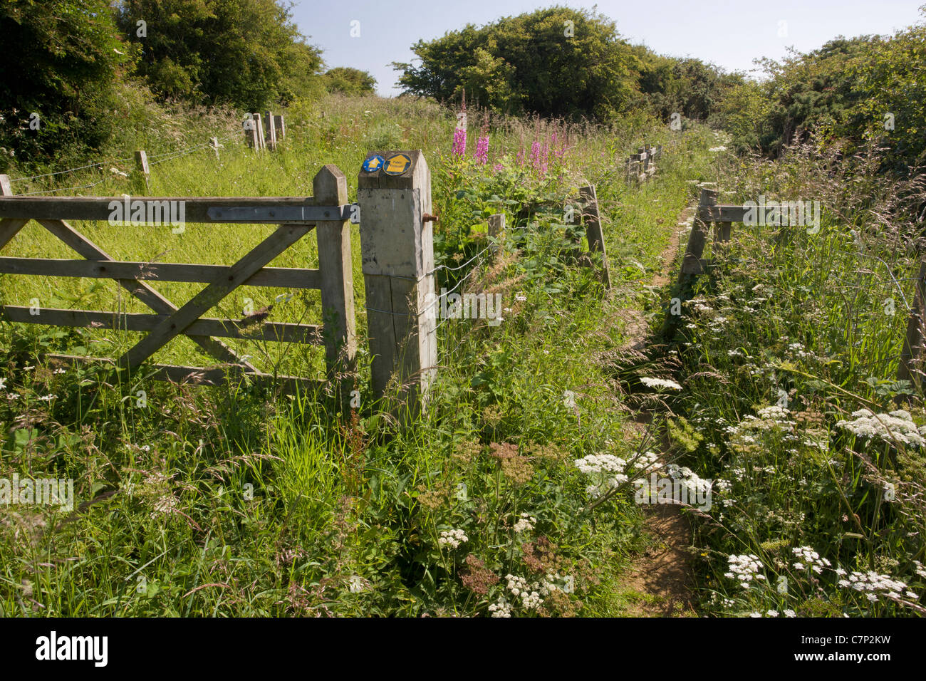 Sentier à travers la zone de nettoyage à contre Gill, ou Nord Crimdon pré. Sur le site de chaux magnésienne Durham north coast. Banque D'Images