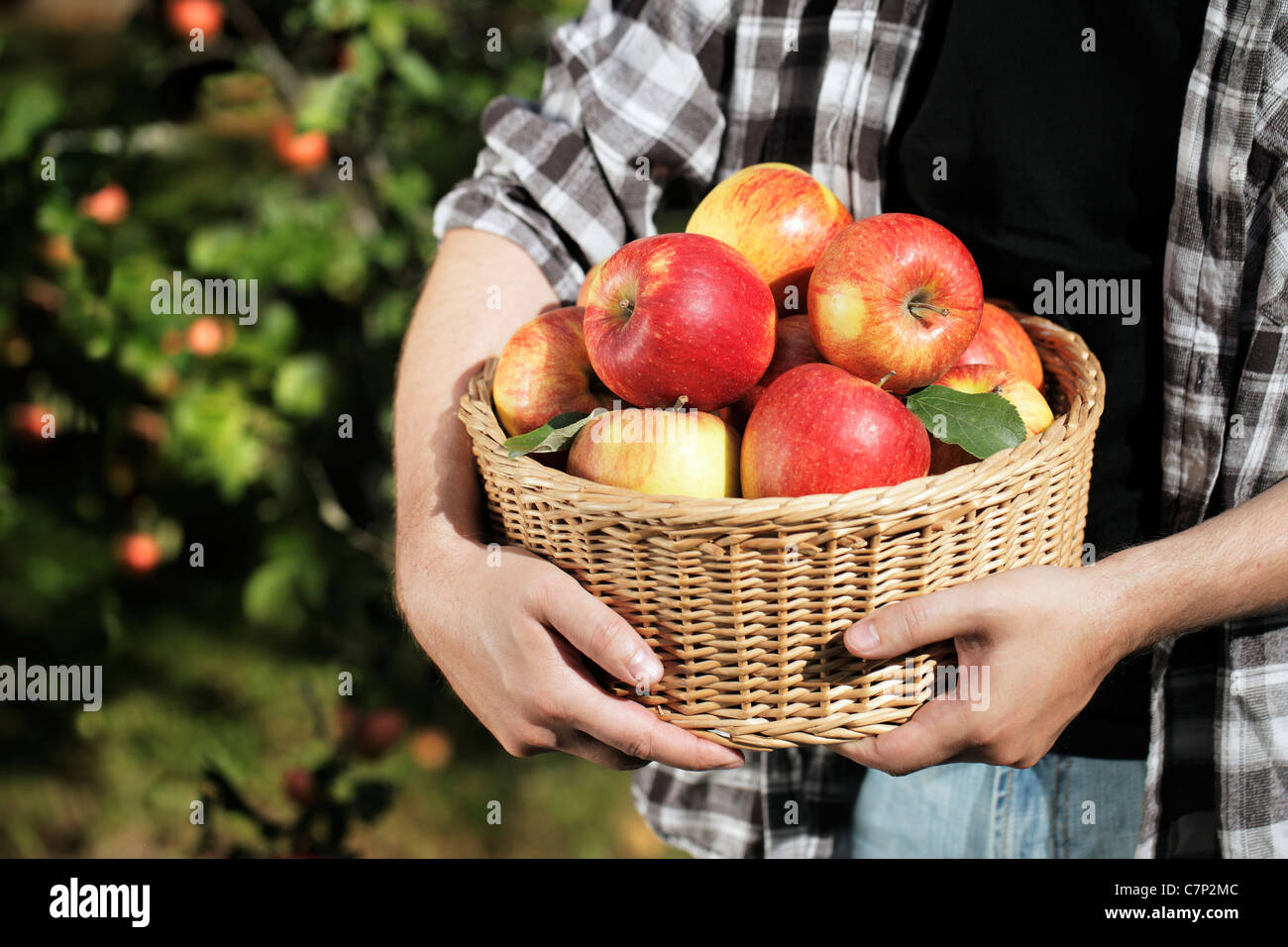 Farmer holding un panier en osier rempli de pommes récoltées. Banque D'Images