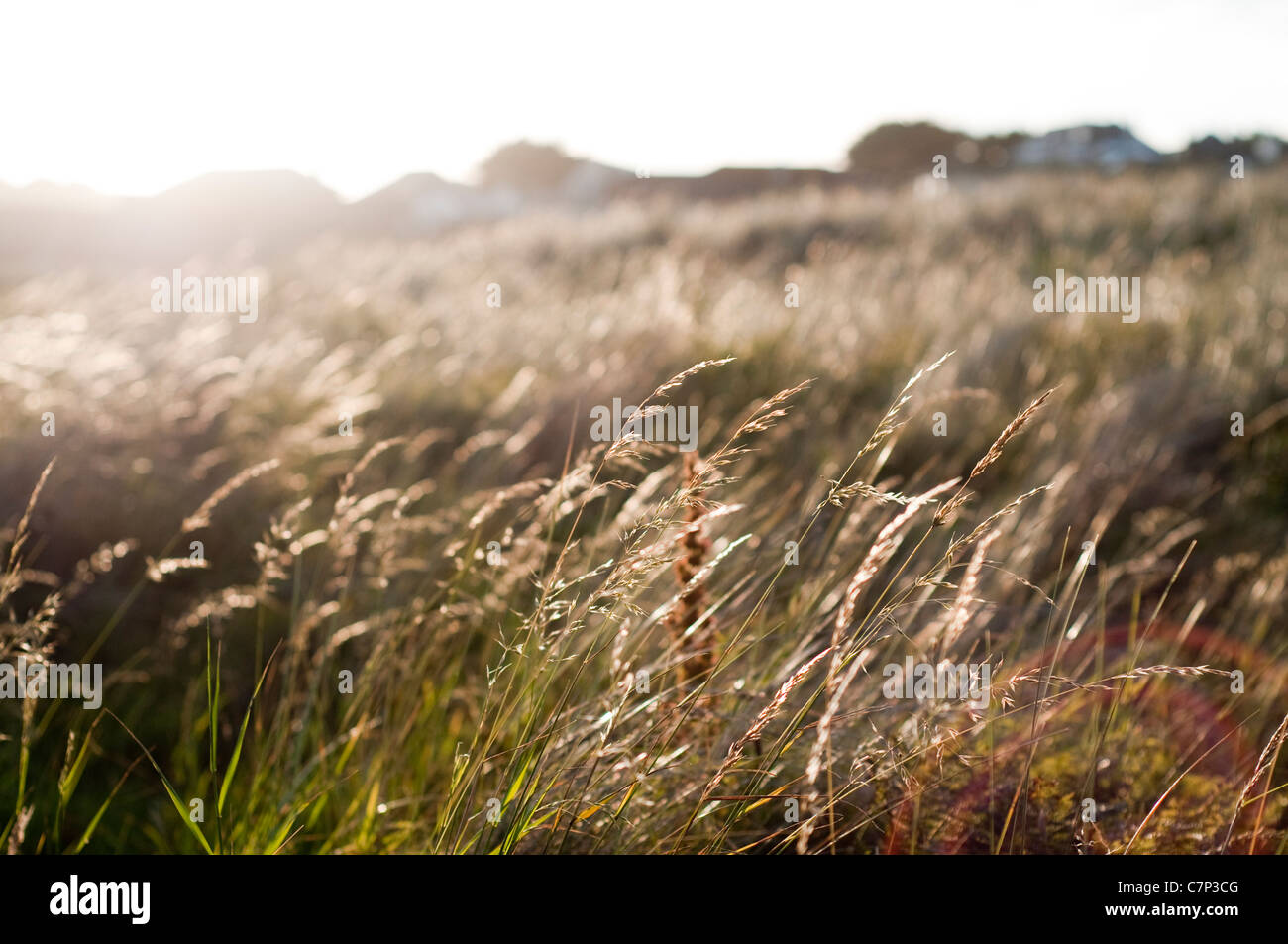 L'aube du soleil sur l'herbe à la côte de Cornwall Banque D'Images