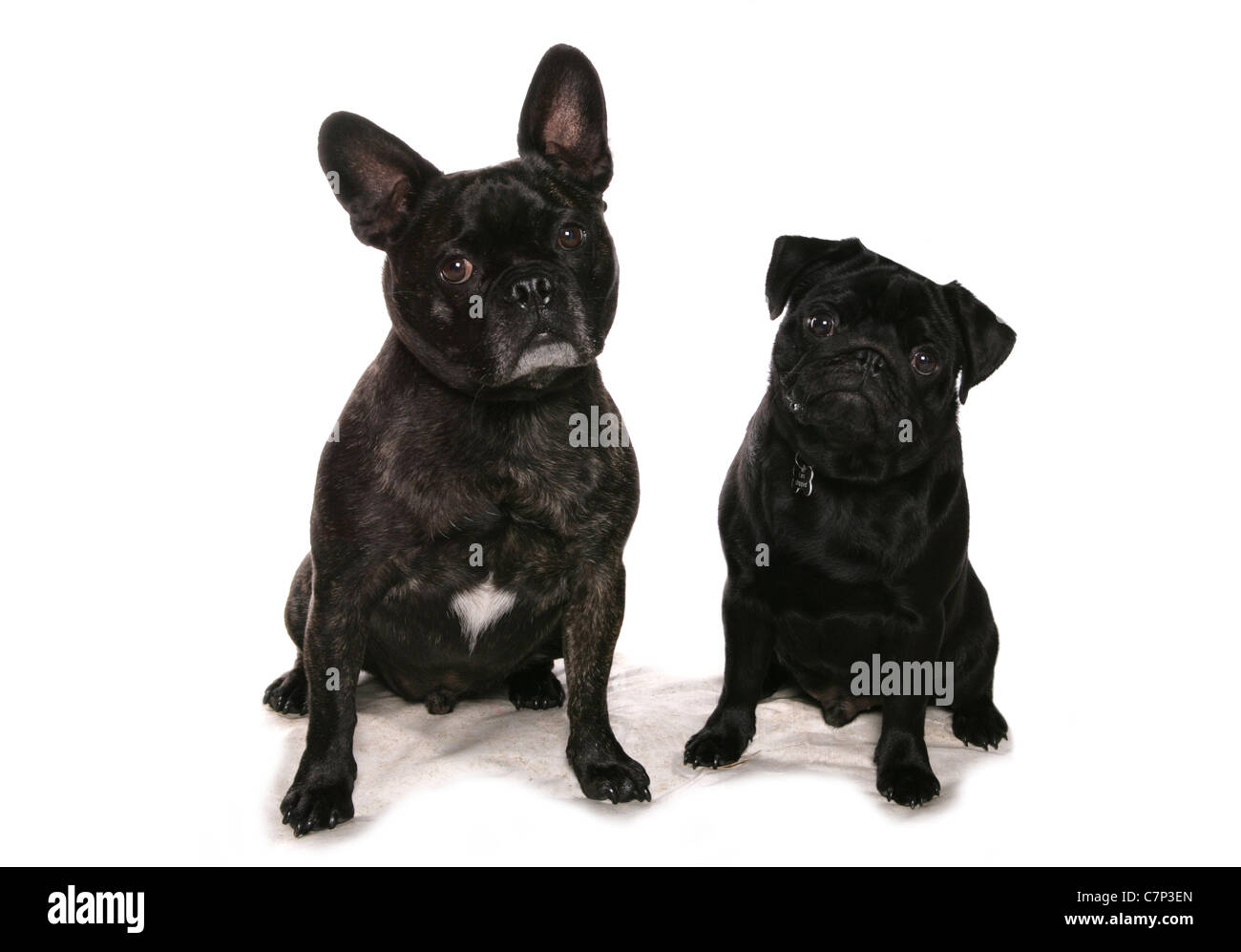 Bouledogue français et deux chiens pug assis dans un studio UK Banque D'Images