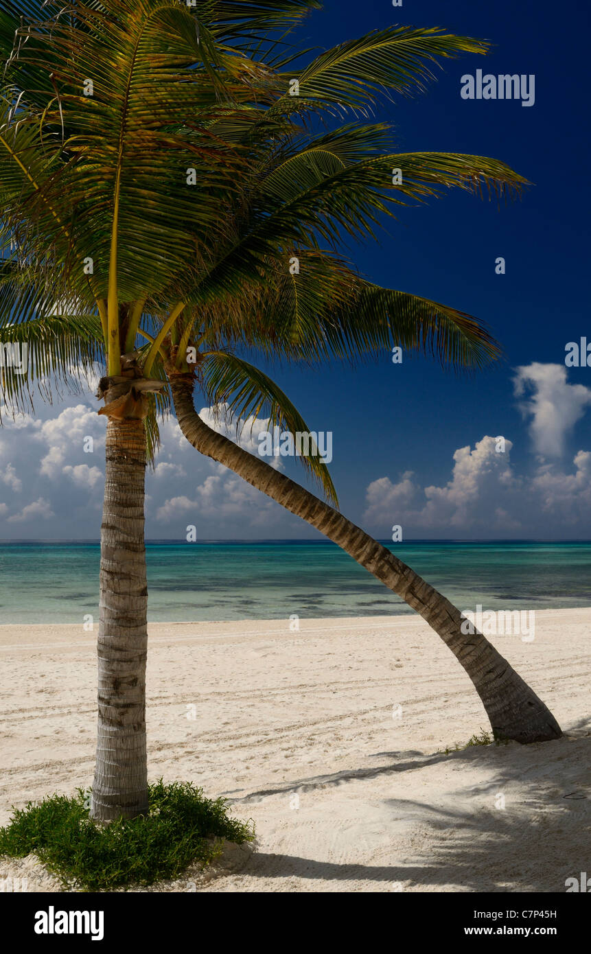 Riviera Maya Mexique vide plage de sable blanc avec des palmiers de noix de coco de Pise Banque D'Images