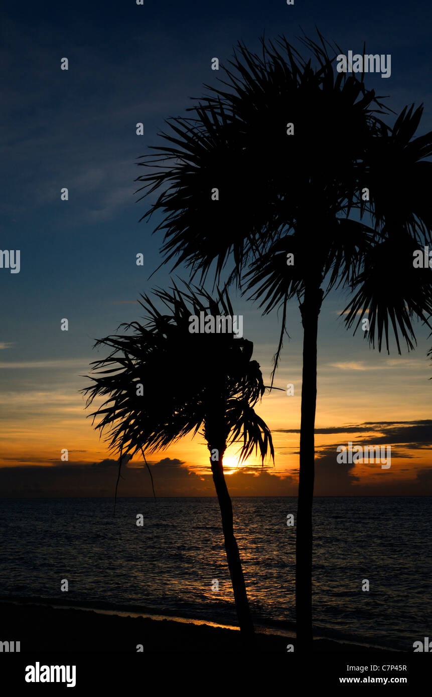 Silhouette de palmiers au lever du soleil sur une plage de la Riviera Maya Mexique resort Banque D'Images Silhouette de palmiers au lever du soleil sur une plage de la Riviera Maya Mexique resort Banque D'Images