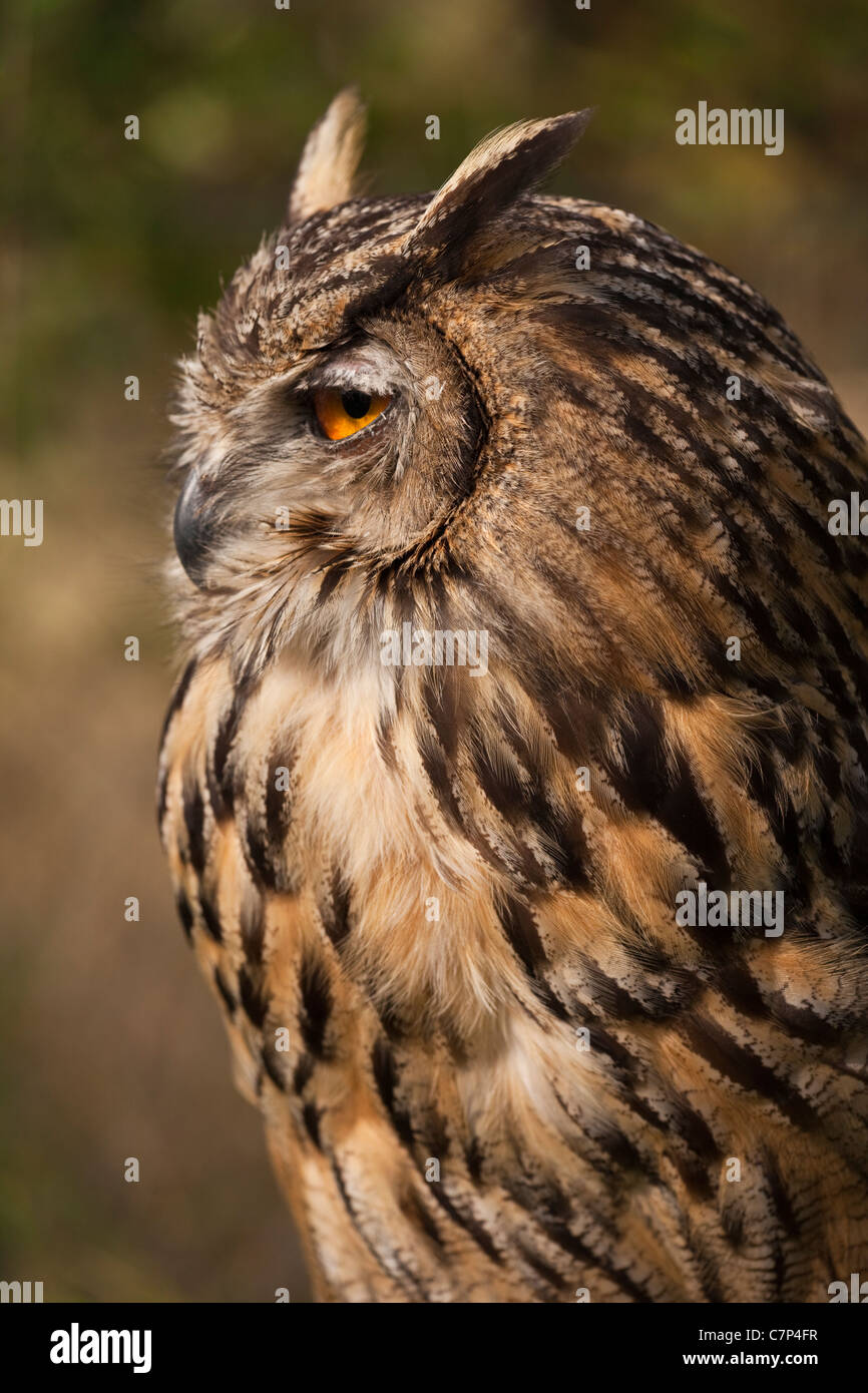 Eagle Owl Bubo bubo européenne Banque D'Images