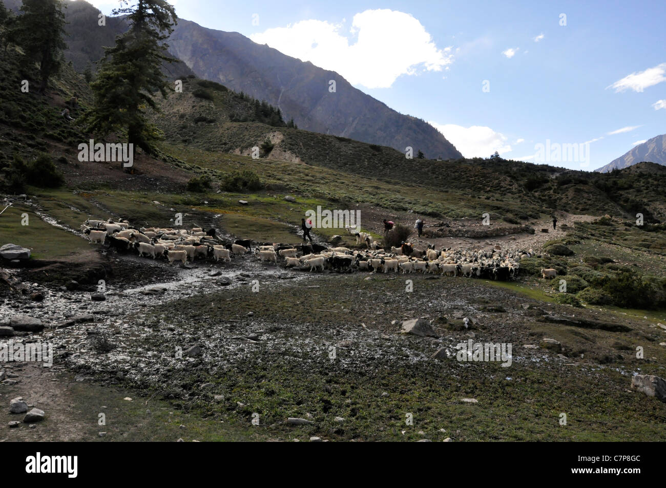 Les commerçants de sel transportant leurs transports de chèvre près de Muchu. Banque D'Images