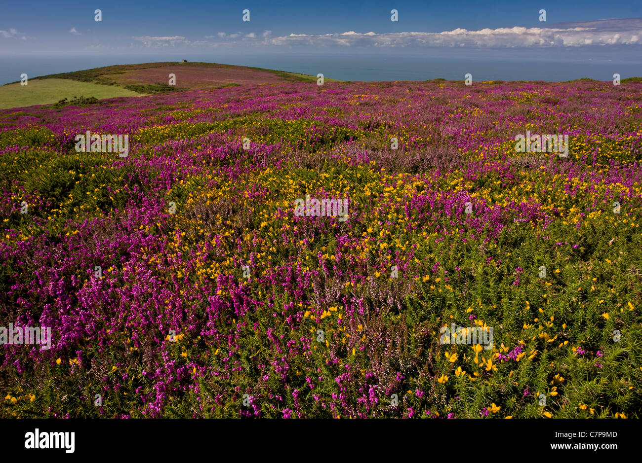 La lande d'Exmoor à la fin de l'été, avec l'ouest de l'ajonc et Bruyère cendrée en pleine floraison ; au-dessus de Brendon, Devon Banque D'Images