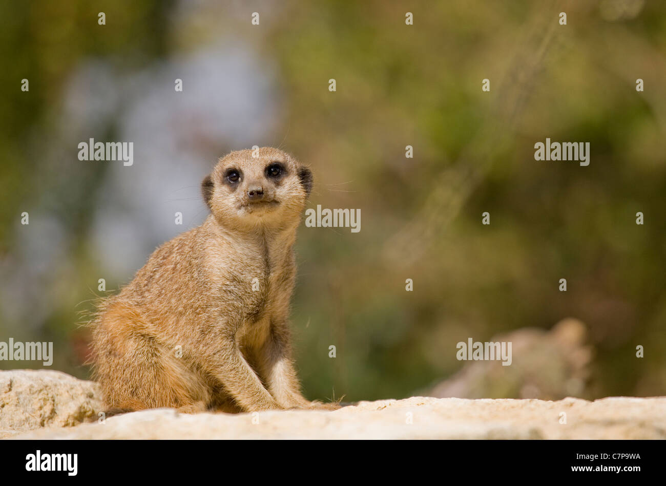 -Mince Queue Meerkat Suricata suricatta prisonnier adulte seul reposant sur un rocher le Zoo de Marwell, UK Banque D'Images