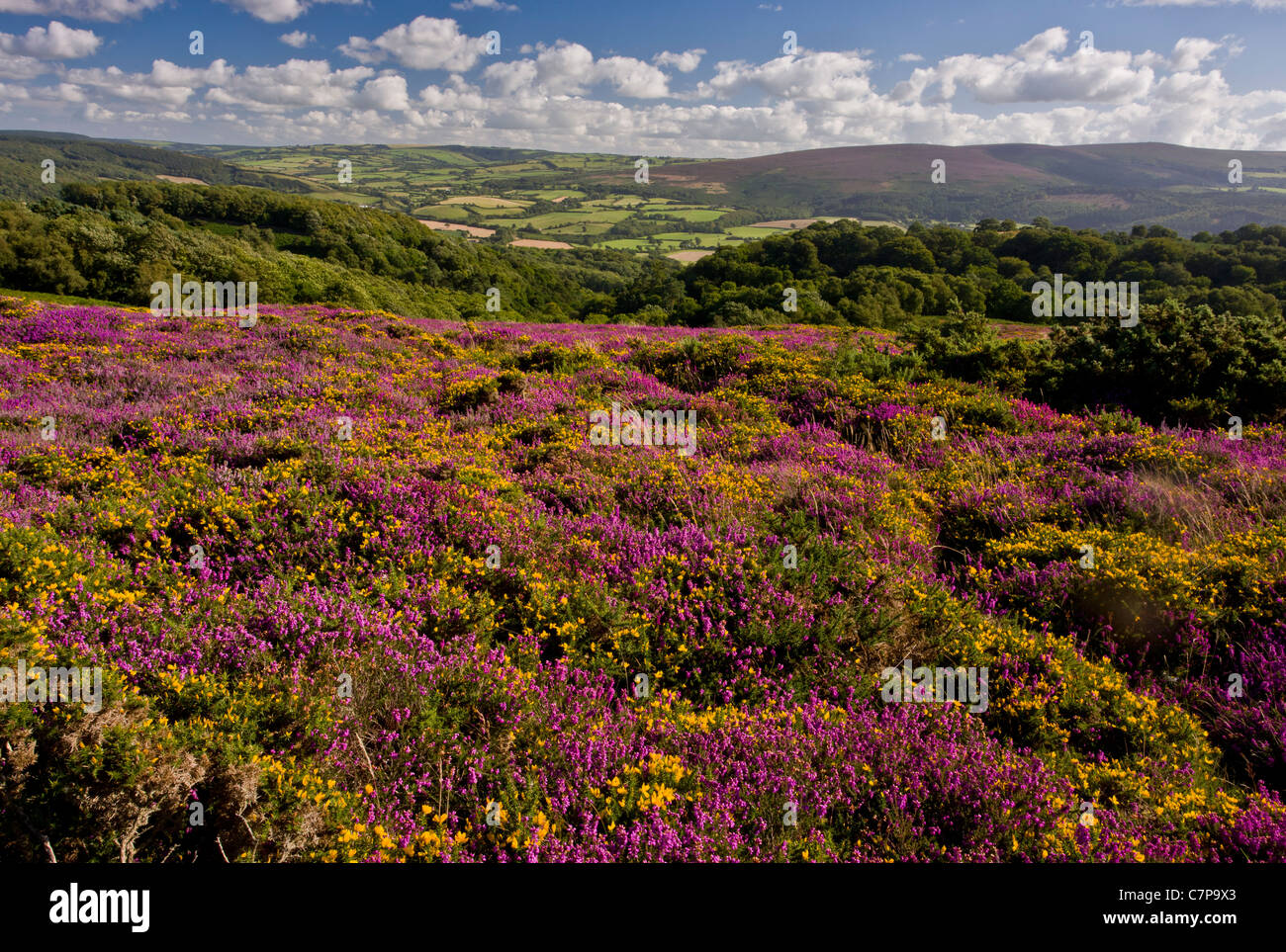 La lande d'Exmoor à la fin de l'été, avec l'ouest de l'ajonc et Bruyère cendrée en pleine floraison ; North Hill, au-dessus de Minehead, Somerset Banque D'Images