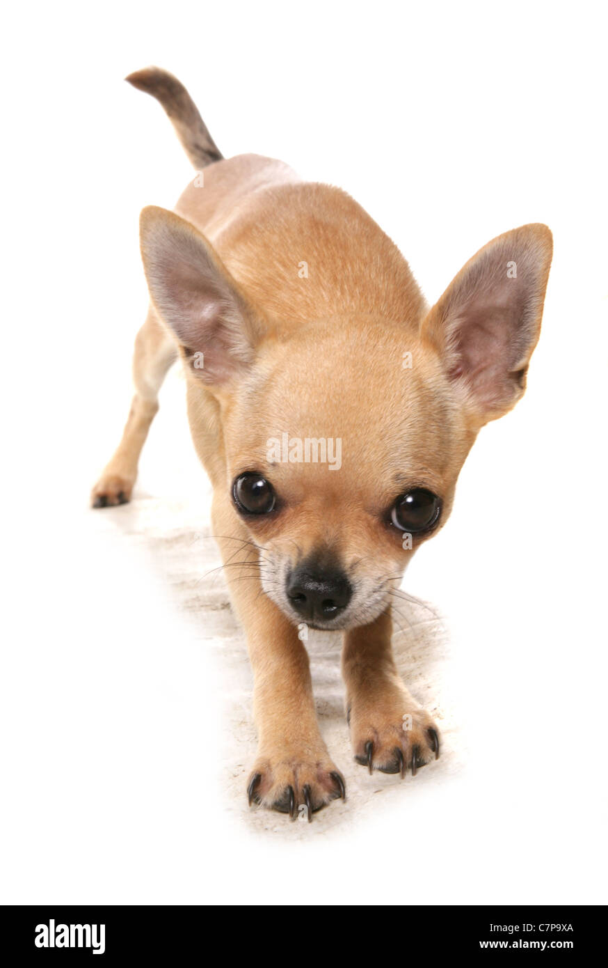 Chihuahua adulte seul s'étendant dans un studio UK Banque D'Images