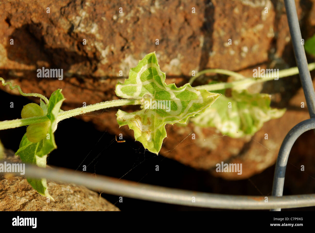 Grimpeur de sucette Banque D'Images