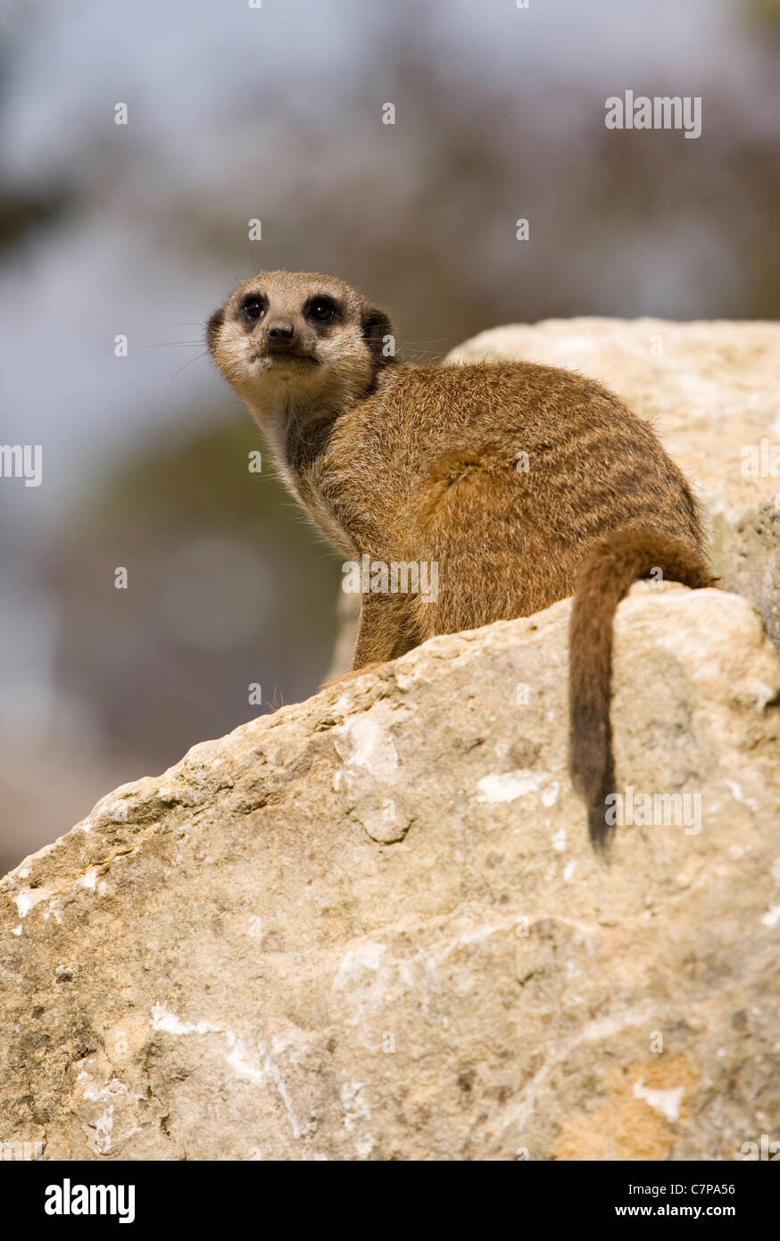-Mince Queue Meerkat Suricata suricatta prisonnier adulte seul reposant sur un rocher le Zoo de Marwell, UK Banque D'Images