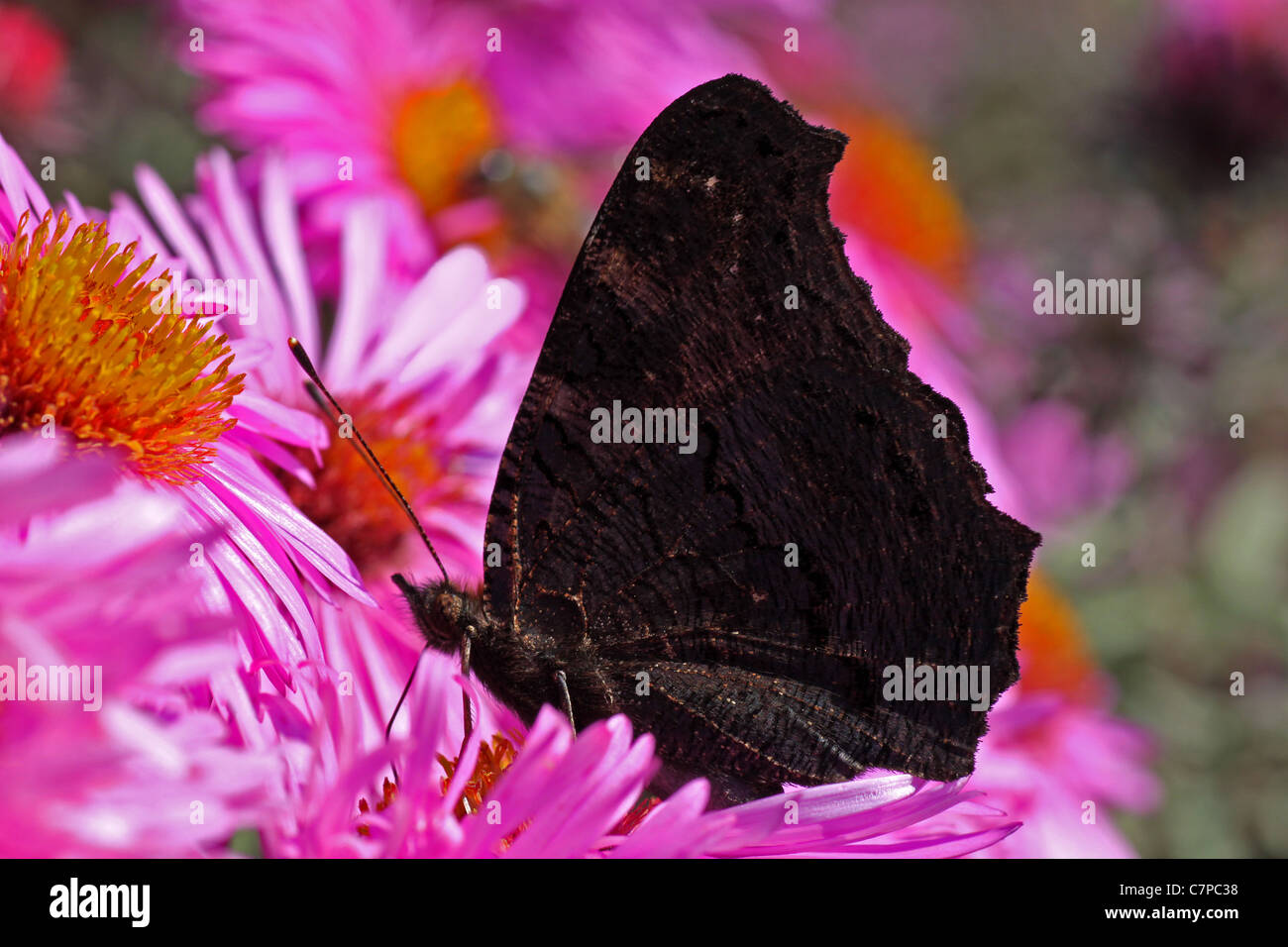 Butterfly (Peacock) assis sur chrysanthème Banque D'Images