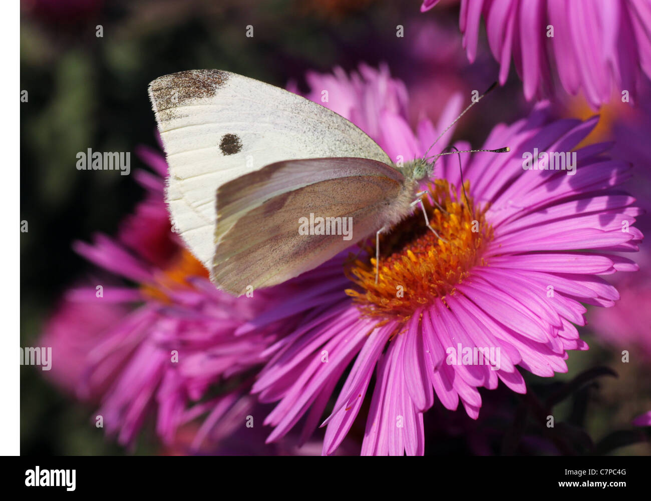 Chou blanc butterfly sitting on flower (chrysanthemum) Banque D'Images