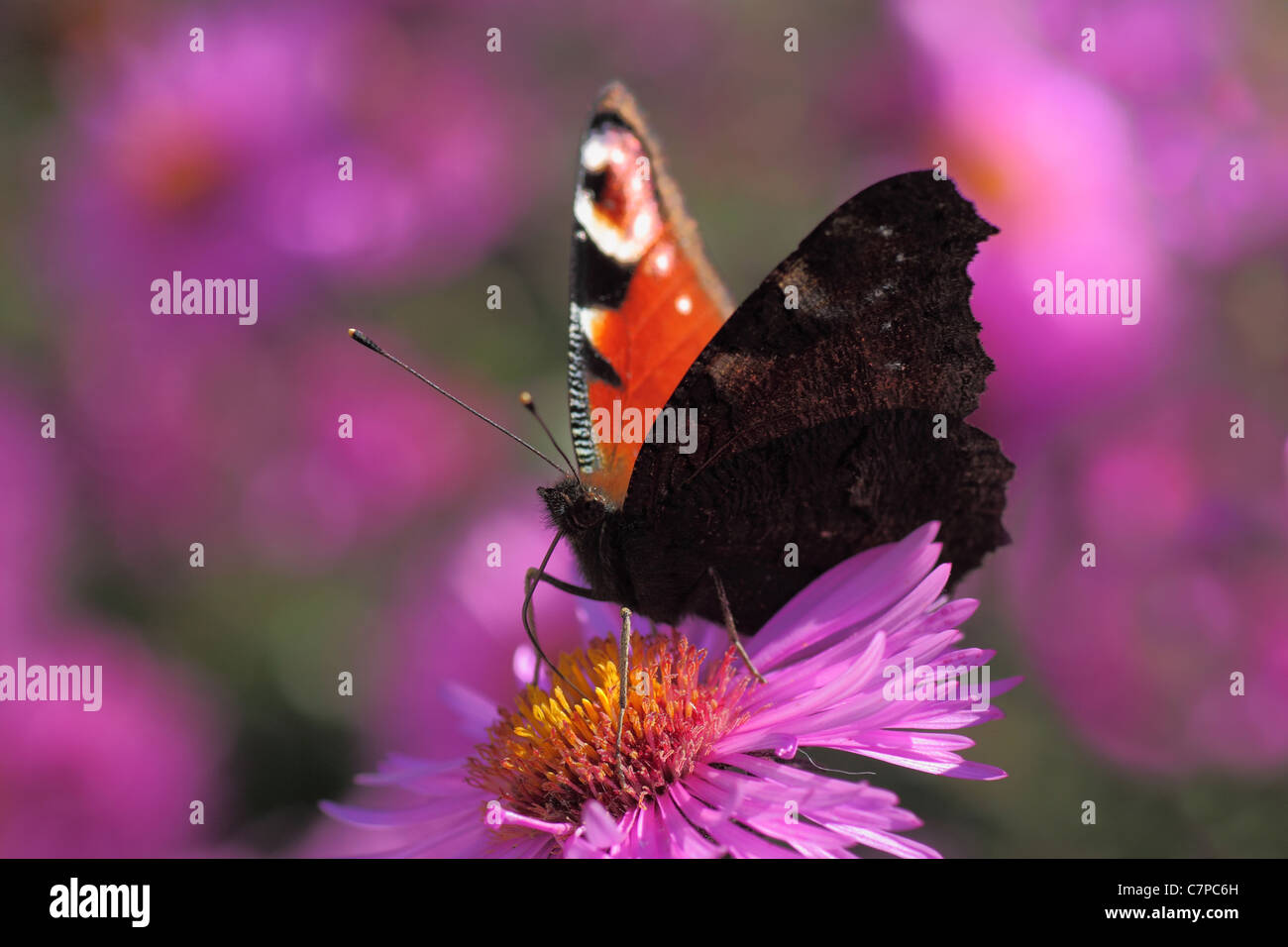 Butterfly (Peacock) assis sur chrysanthème Banque D'Images