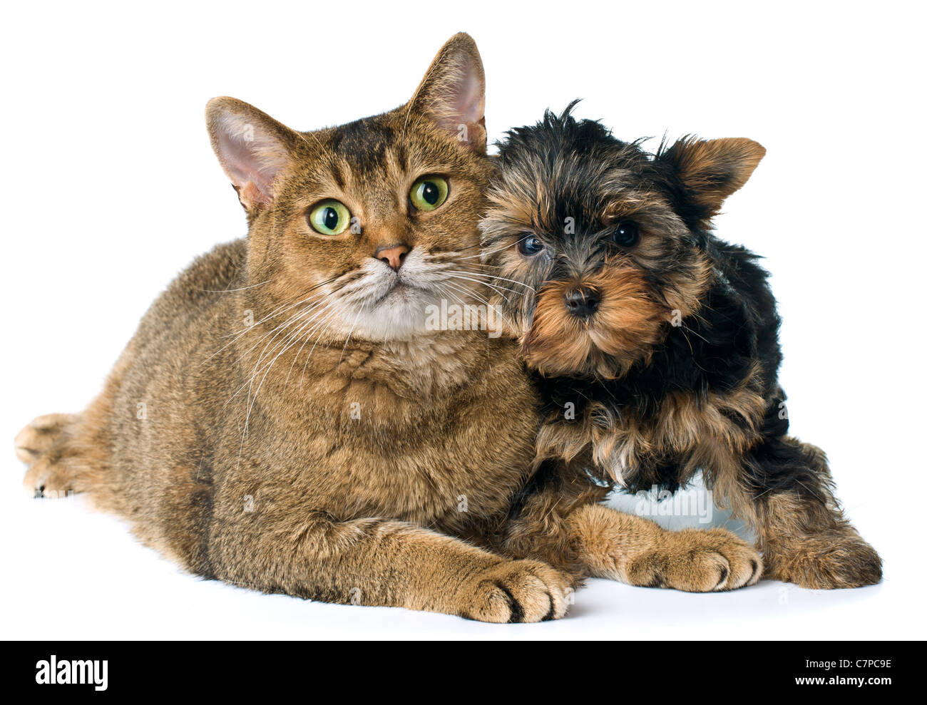Chat et chiot en studio Banque D'Images