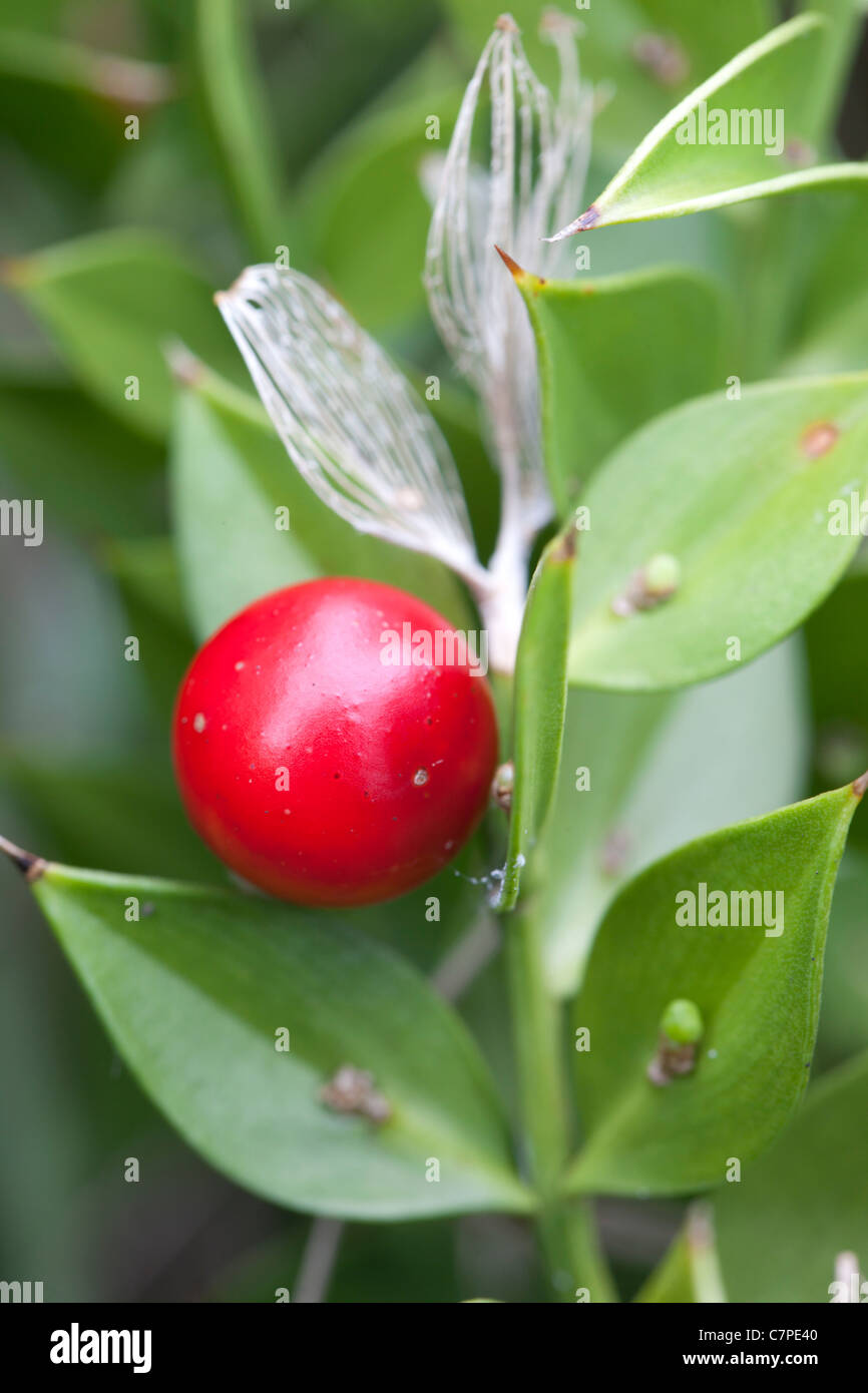 Butcher's Broom Ruscus ; aculateatus ; Cornwall, UK Banque D'Images