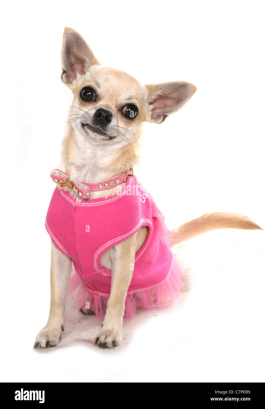 Chihuahua en tutu rose en studio Banque D'Images