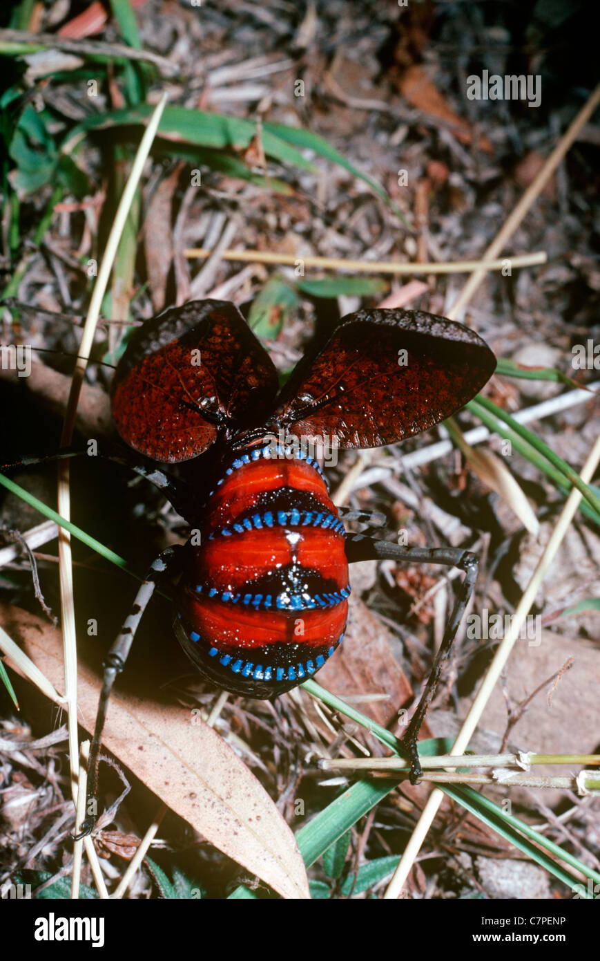 Sauterelle de montagne (Acripeza reticulata) en fait un bush-cricket / katydid, affichage défensive avec des couleurs d'avertissement, de l'Australie Banque D'Images