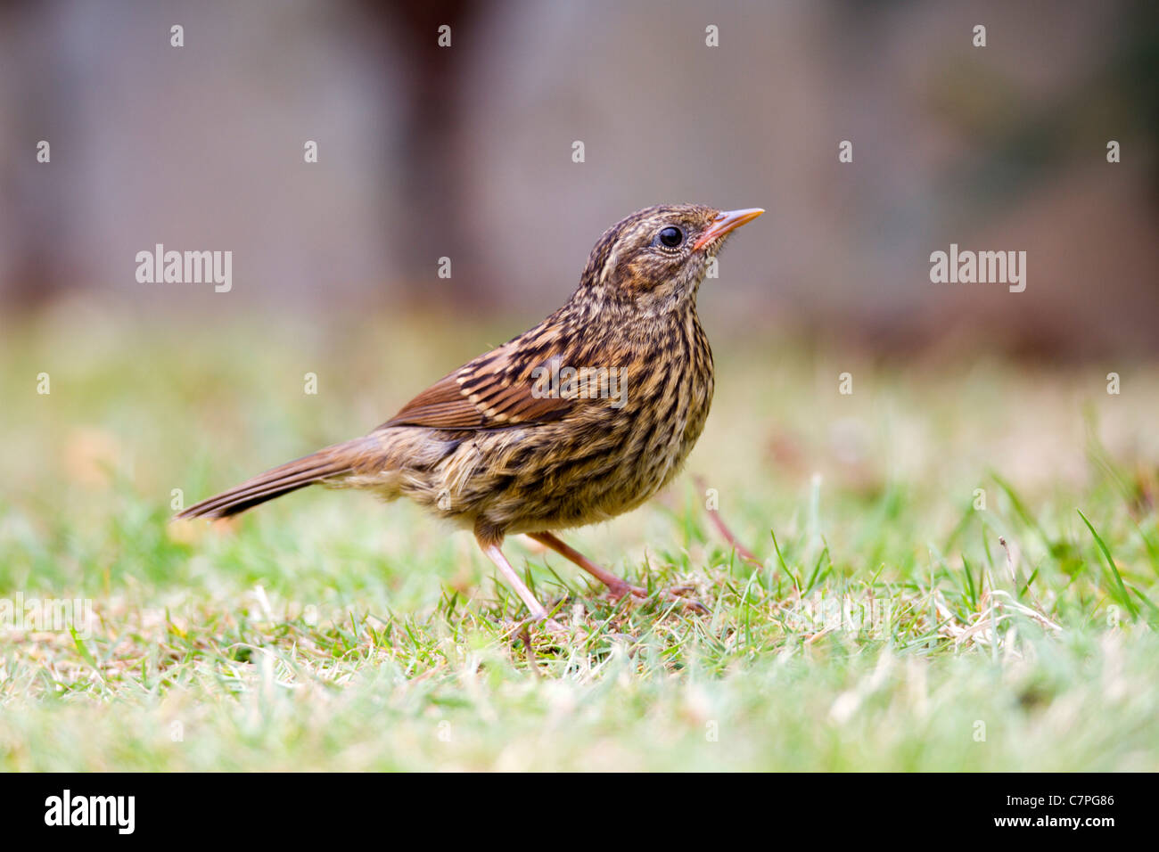 Nid ; Prunella modularis ; Royaume-Uni ; juvénile Banque D'Images