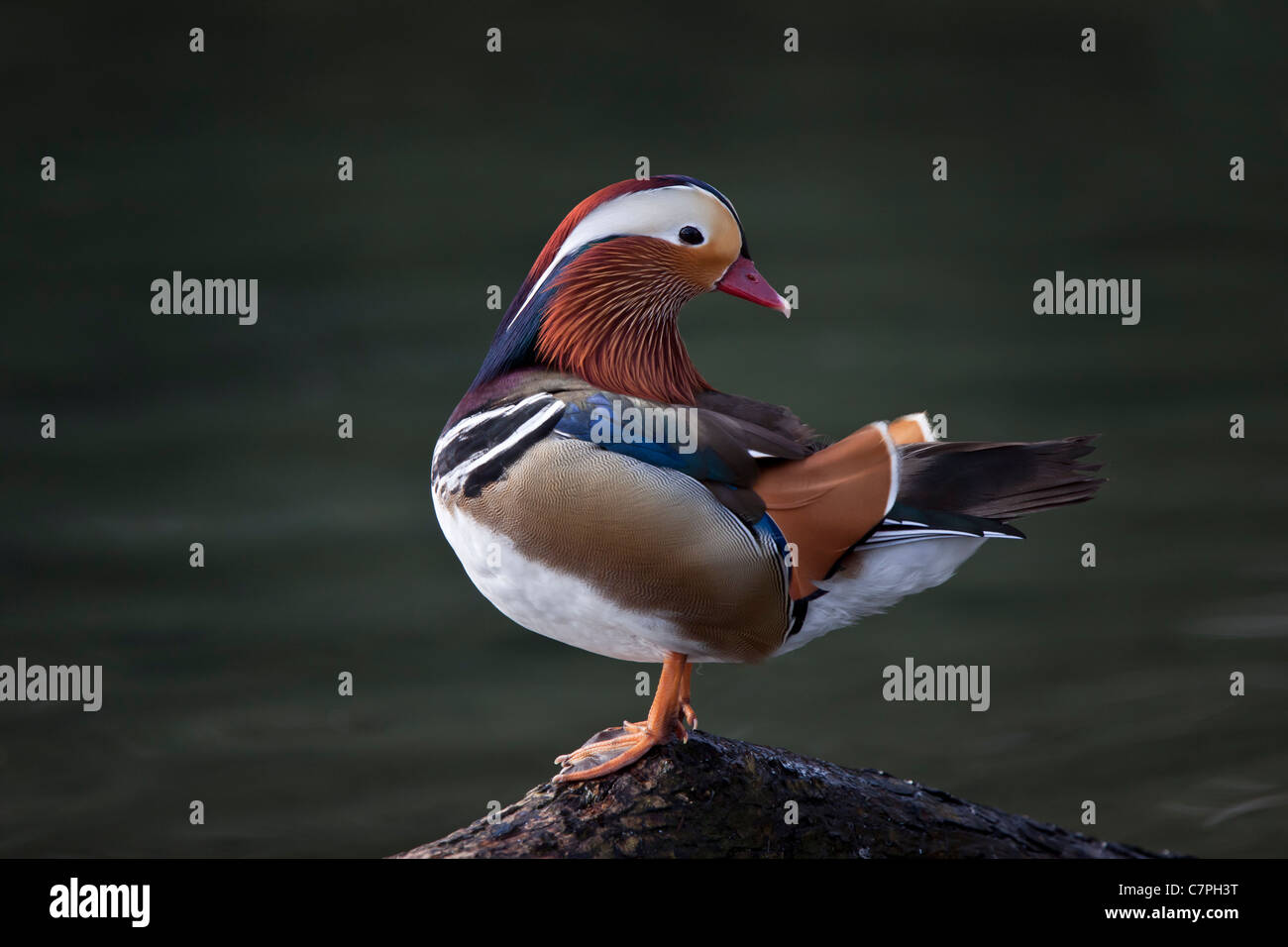 Aix mandarin Canard mandarin Canard canard coloré côté Nice drake galericulata petit homme plumage format horizontal voir Banque D'Images