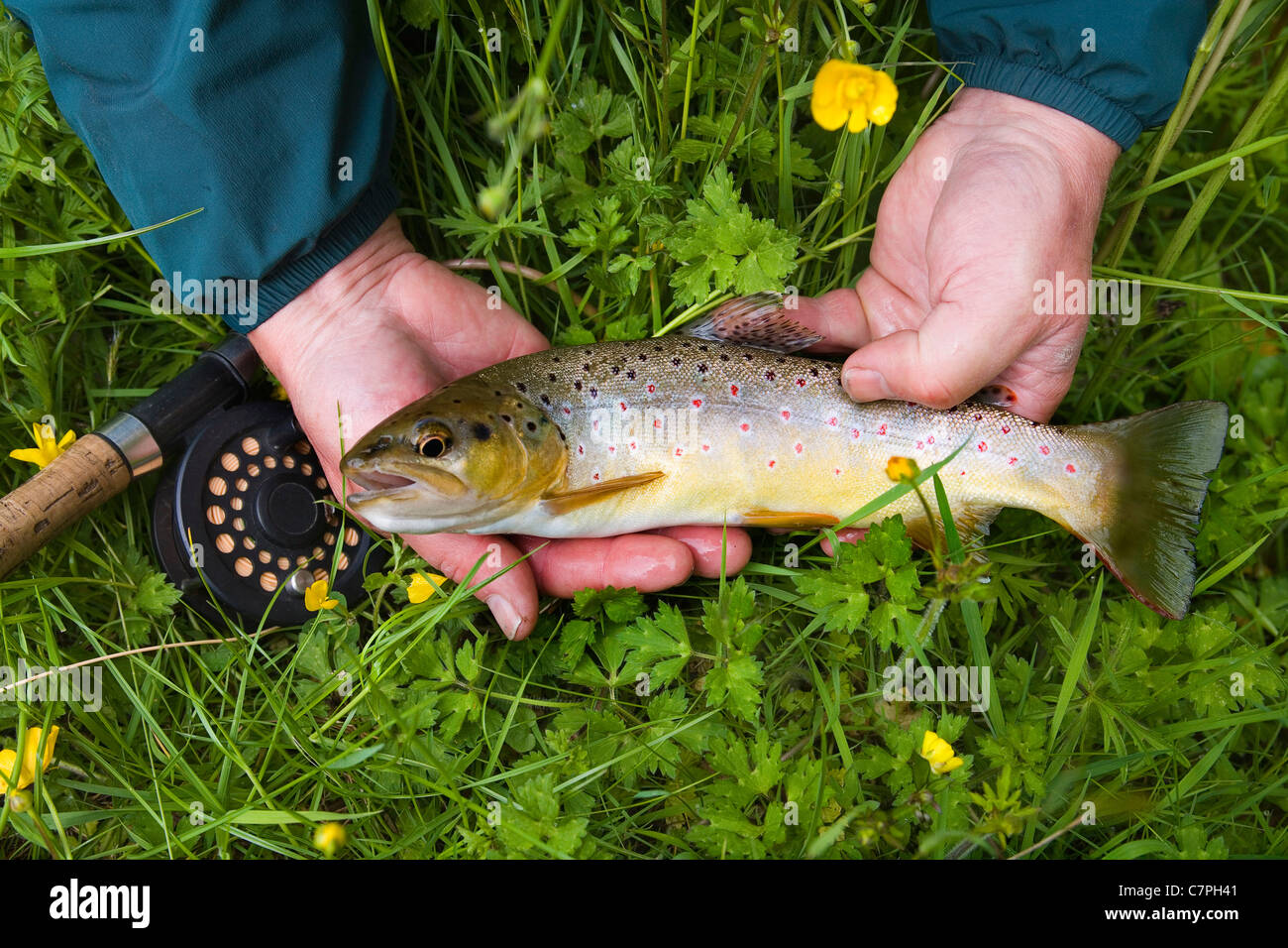 Fisherman holding brown trout in grass Banque D'Images
