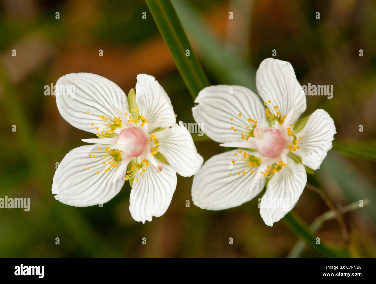 Grass-de-Parnasse, Parnassia palustris en fleurs, l'automne. Les prairies marécageuses. Banque D'Images