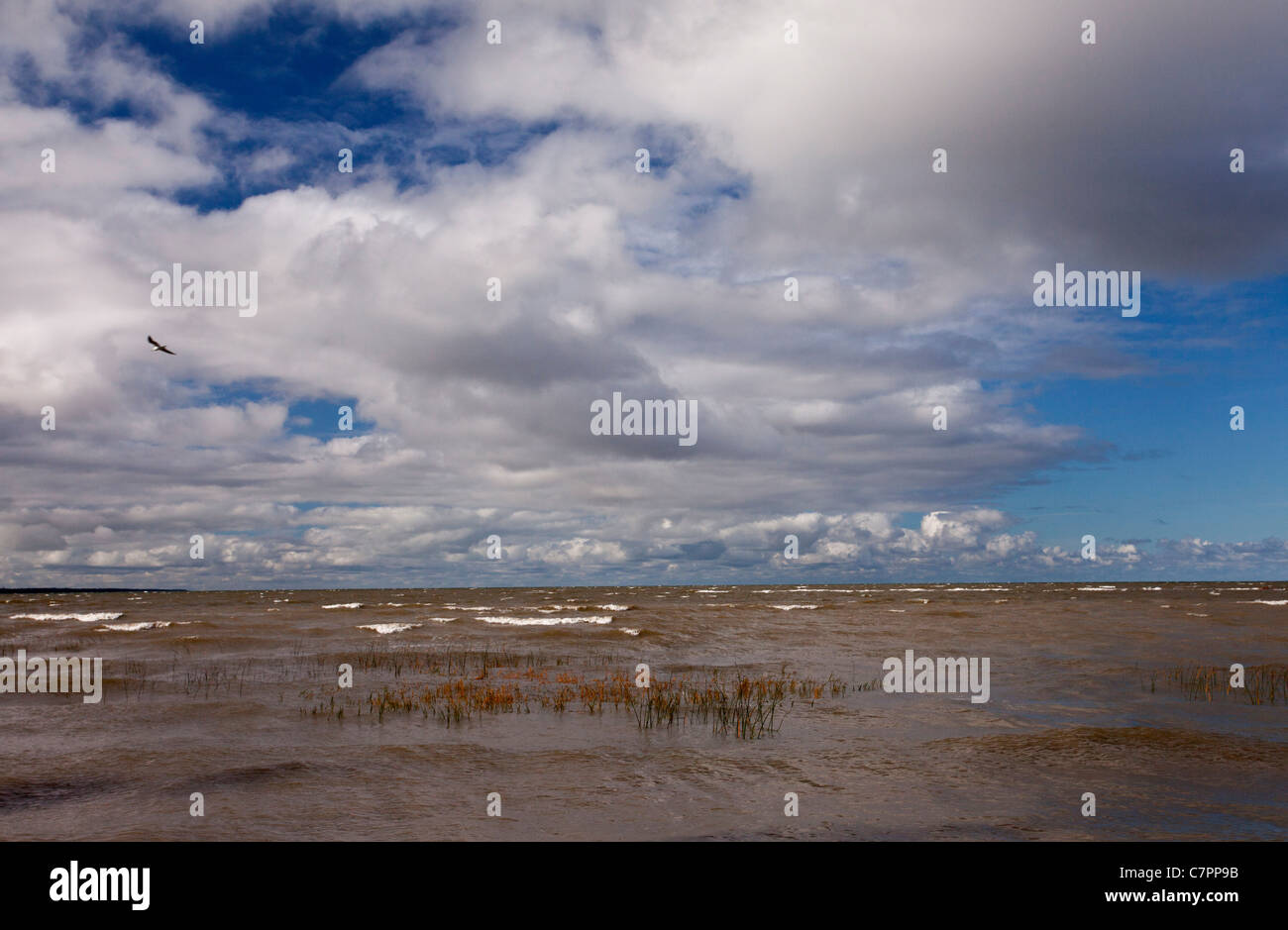 La mer Baltique, le golfe de Finlande, sur une journée d'automne, avec vue mer Club-rush etc au premier plan. Kesse Island, de l'Estonie. Banque D'Images