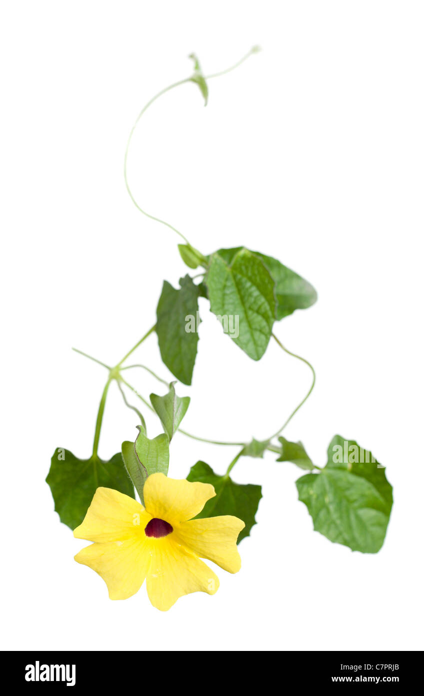 Thunbergia isolated on white Banque D'Images