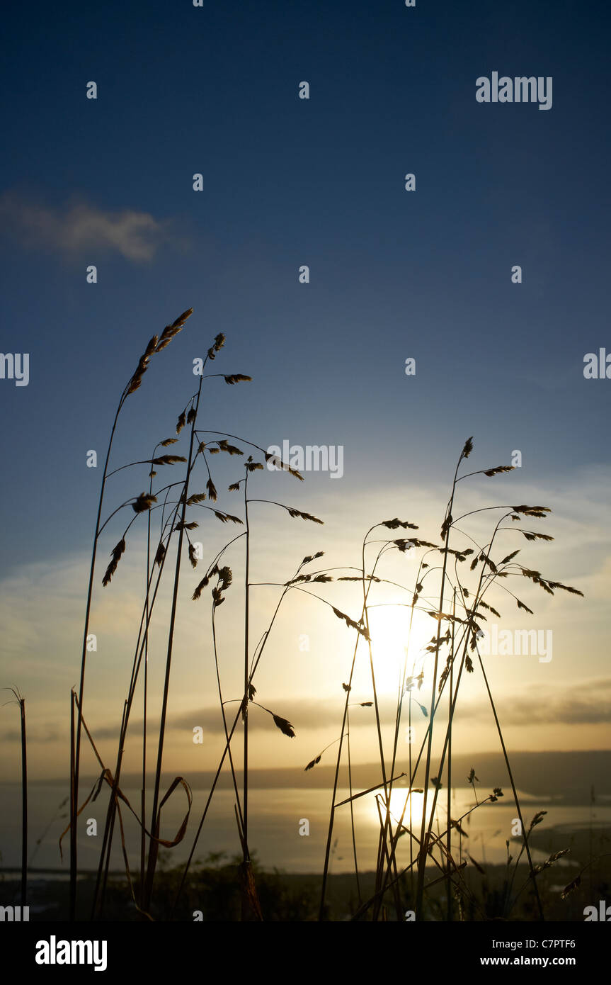 Vue sur le lac de Belfast et County Down de Cave Hill au lever du soleil avec les herbes en premier plan Banque D'Images