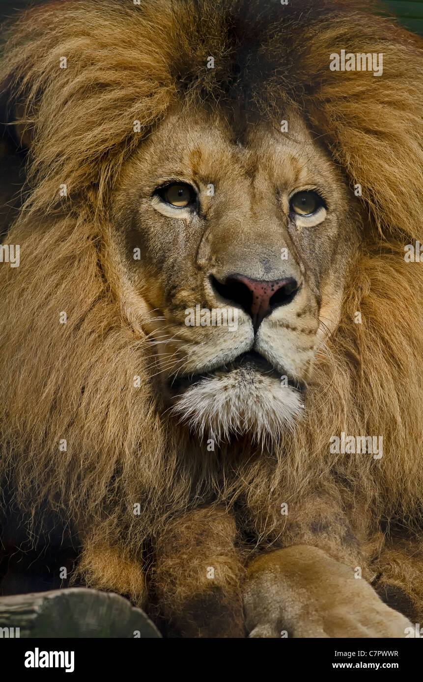 Photo d'un homme African Lion (Panthera leo) en captivité. Banque D'Images