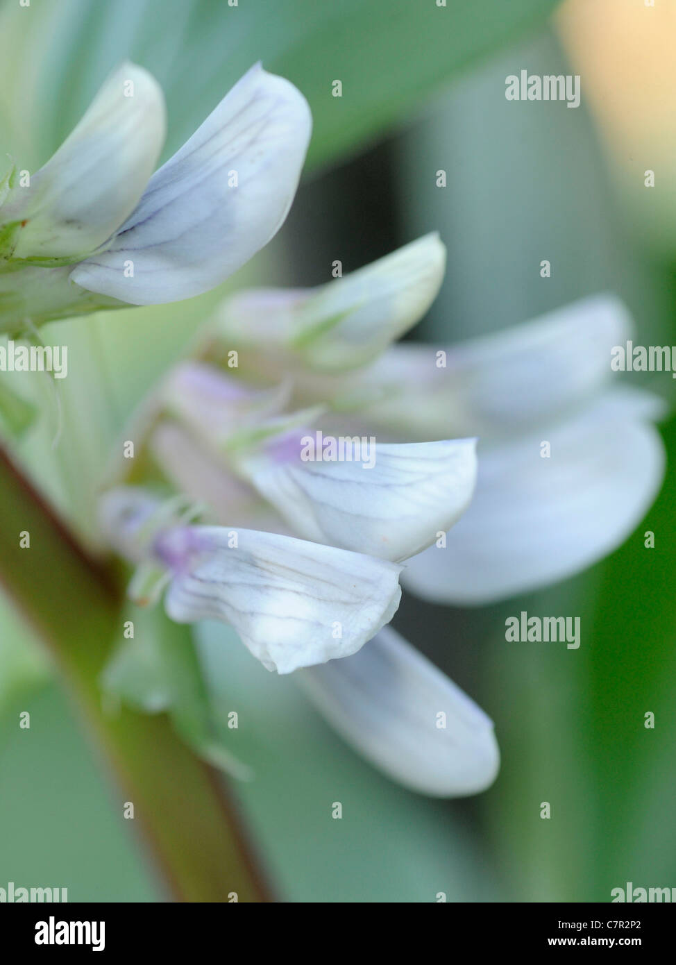 Fve plante avec fleurs blanches closeup Photo Stock - Alamy