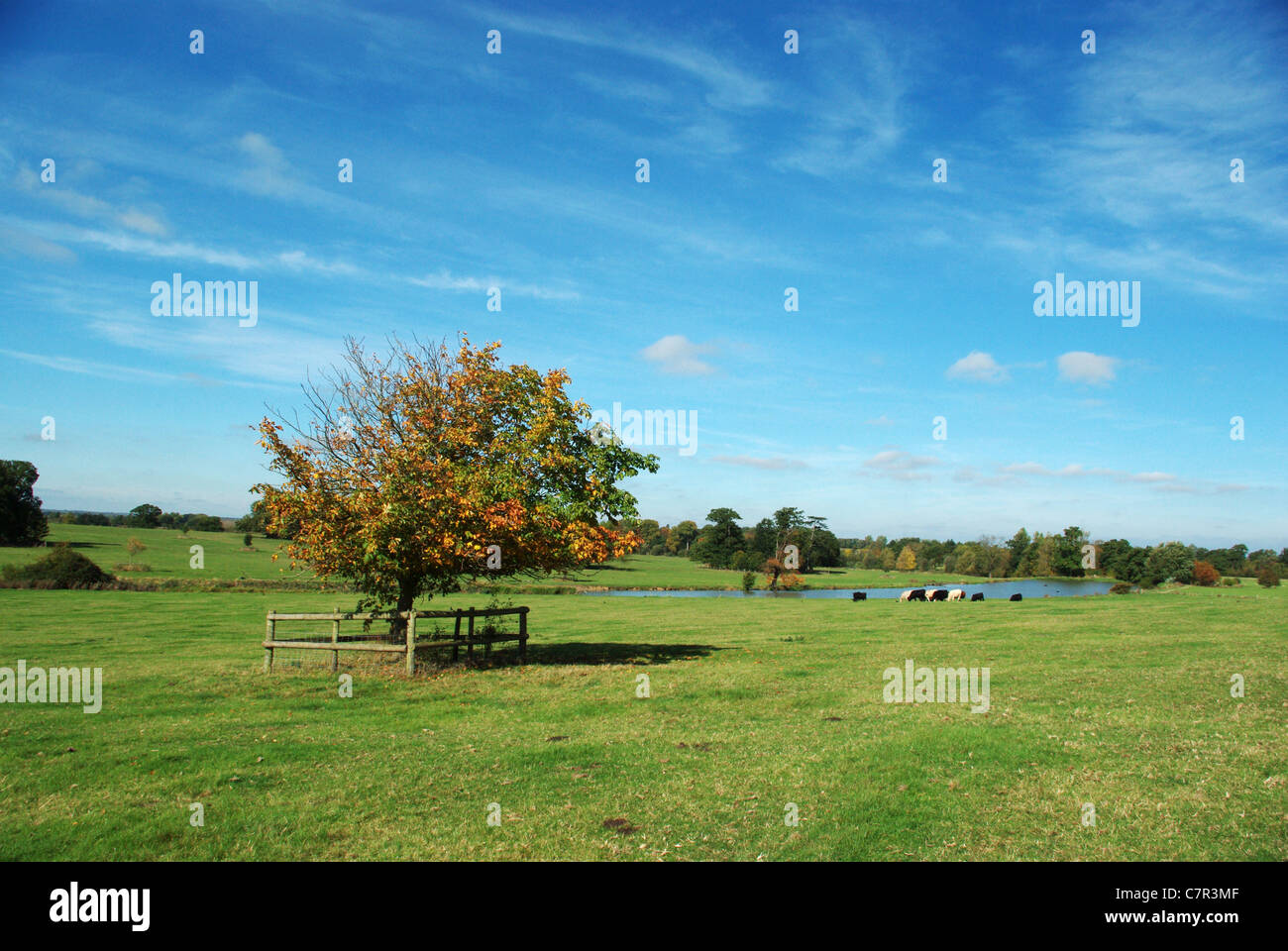 Anglais typique campagne vallonnée près de Middle Claydon, arbre d'automne dans l'avant-plan Banque D'Images