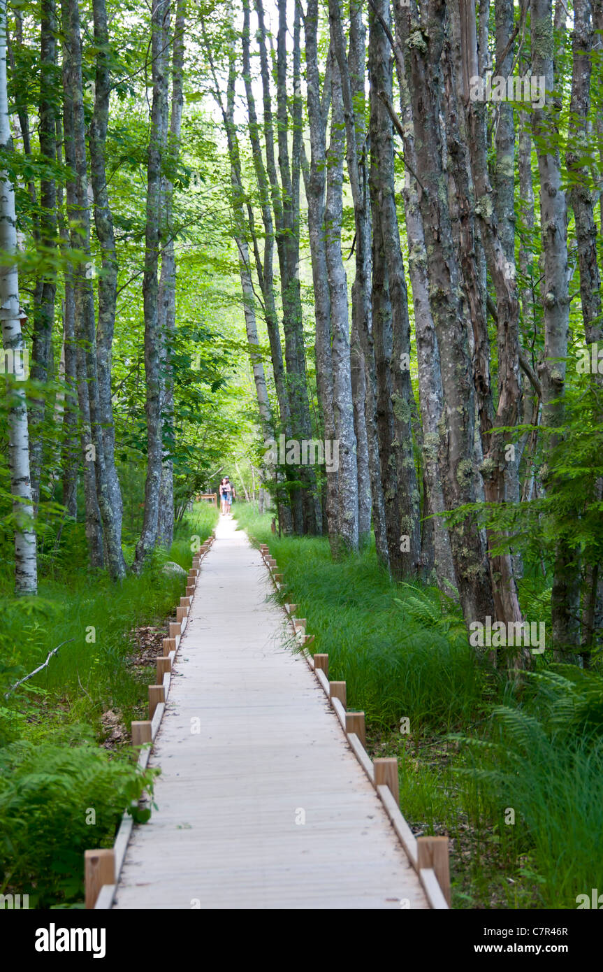 Sentier en forêt parc national d'Acadia Maine Banque D'Images