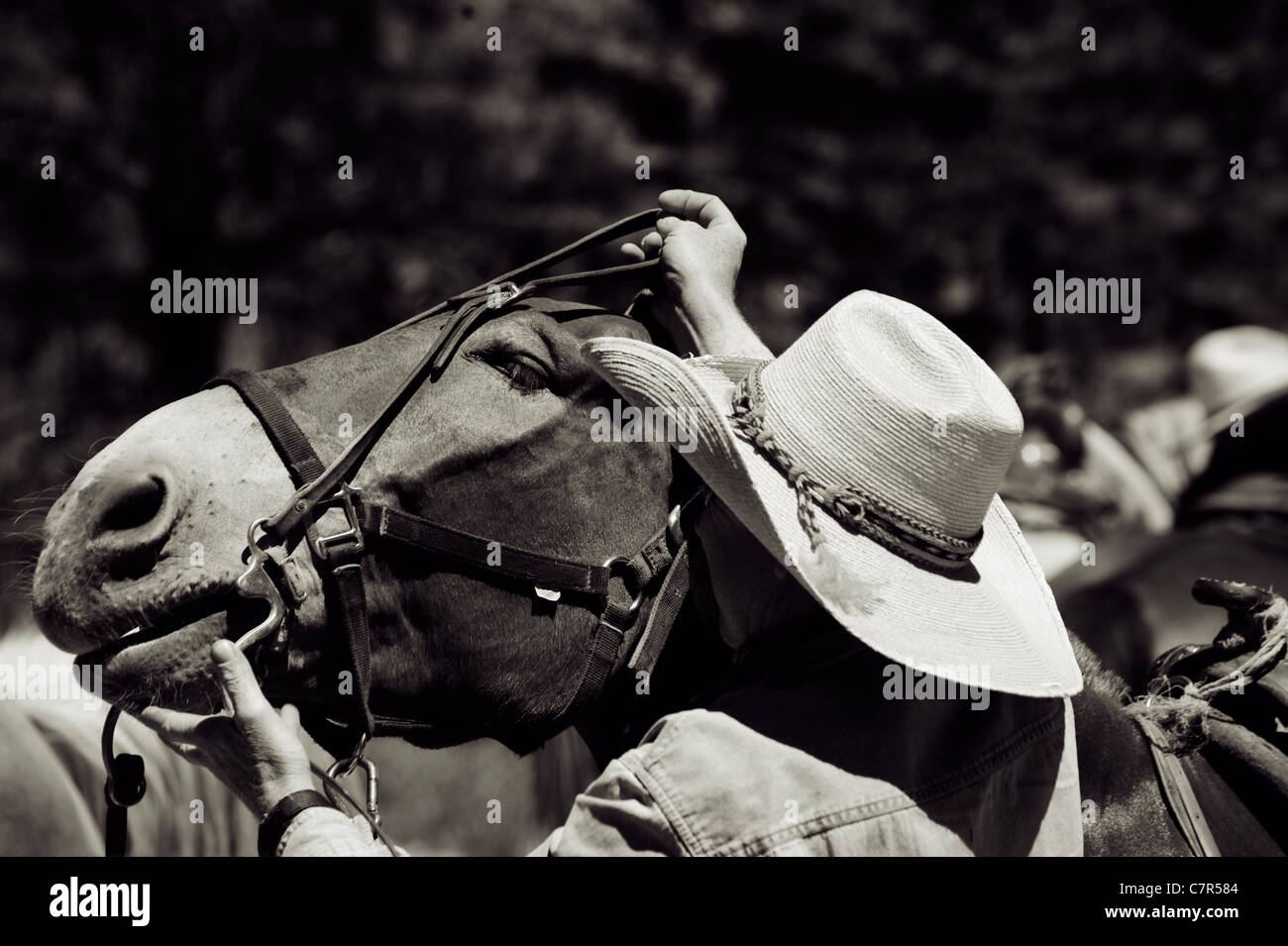 Un cowboy prépare son cheval à Bryce Canyon National Park Utah USA Banque D'Images