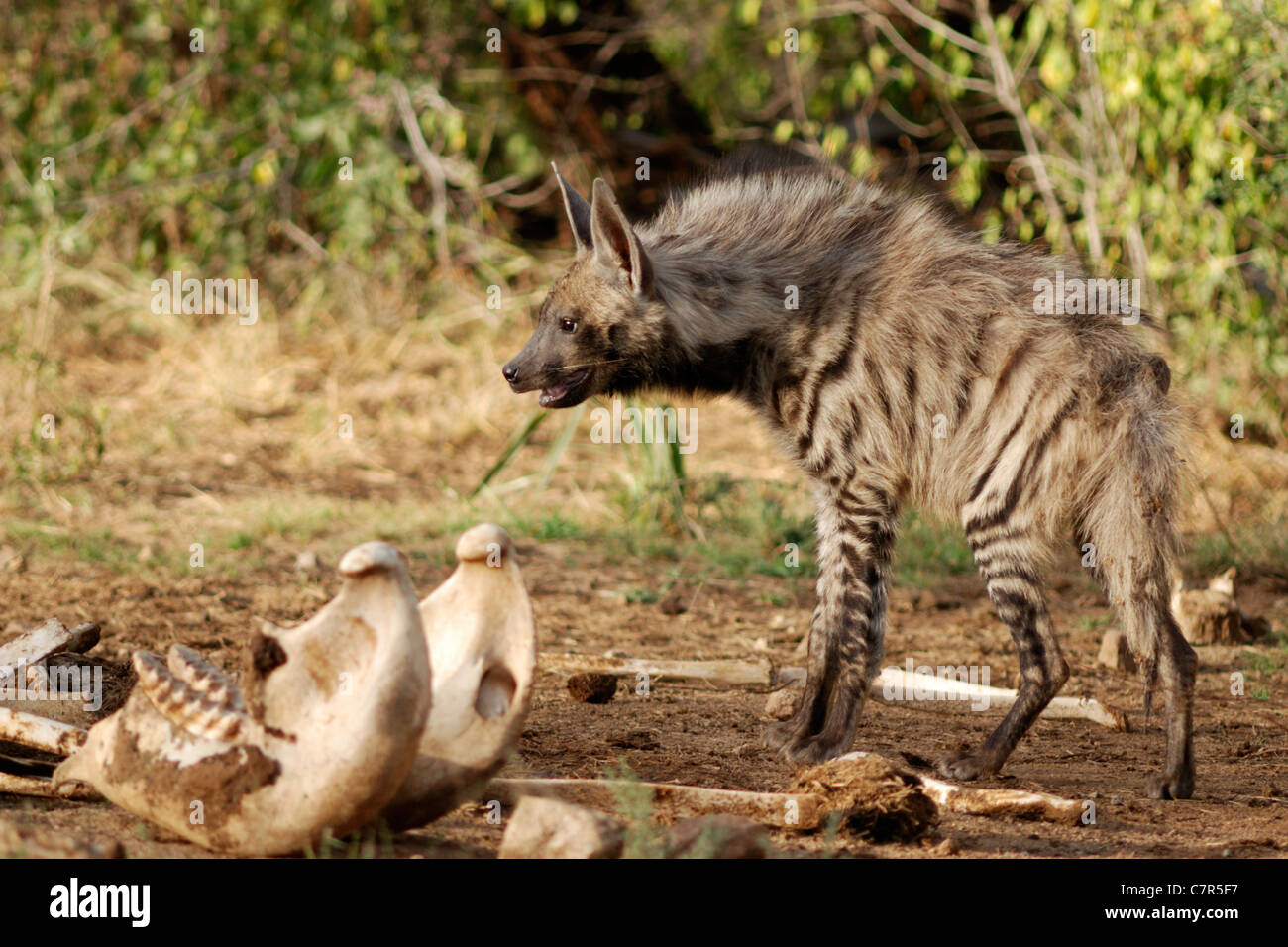 Hyène rayée (Hyaena hyaena) avec des os Banque D'Images