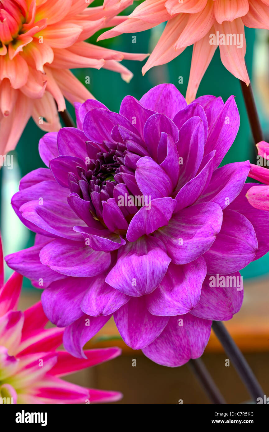 Fleur de chrysanthème Magenta Banque D'Images