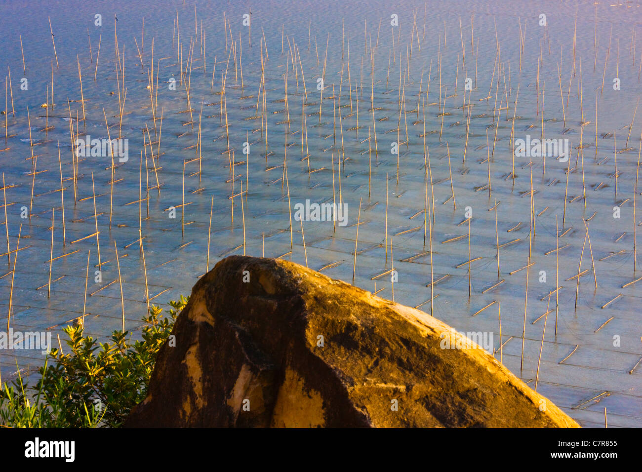 Cannes de bambou pour le séchage des algues, Mer de Chine orientale, Xiapu, province de Fujian, Chine Banque D'Images