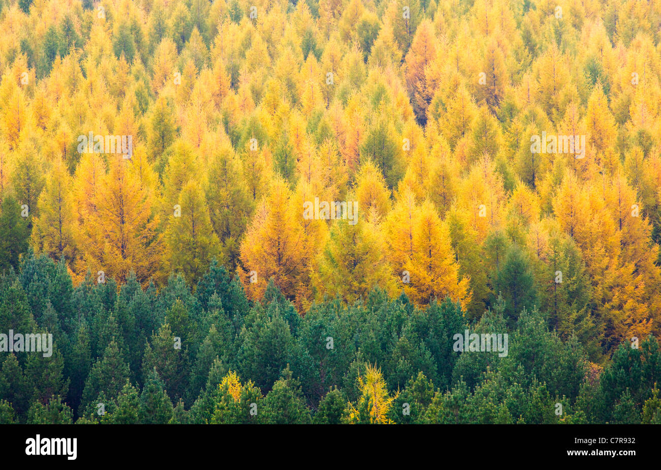Paysage de forêt avec feuillage de l'automne, la Mongolie intérieure, Chine Banque D'Images