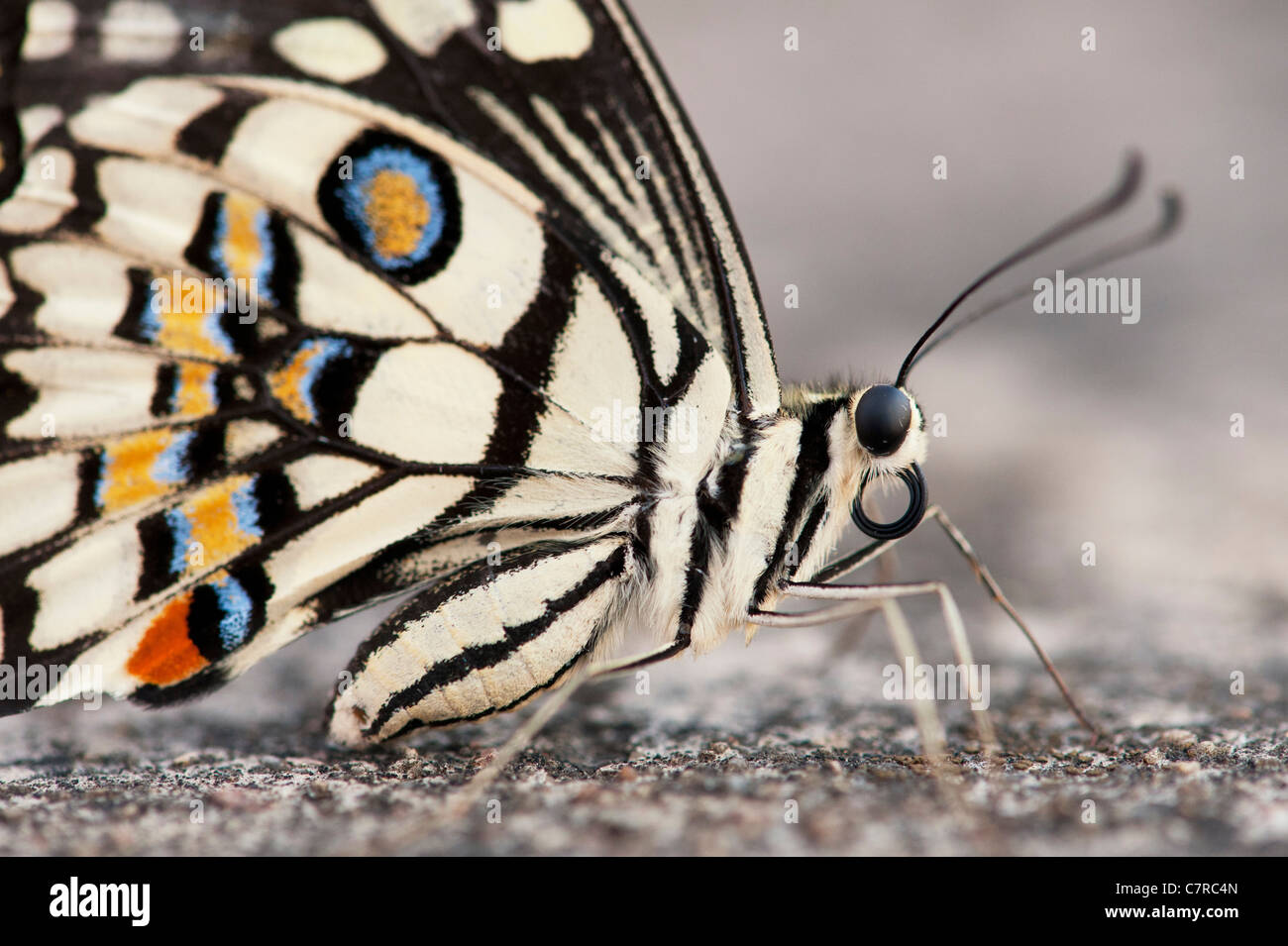 Papilio demoleus . Papillon de chaux Banque D'Images