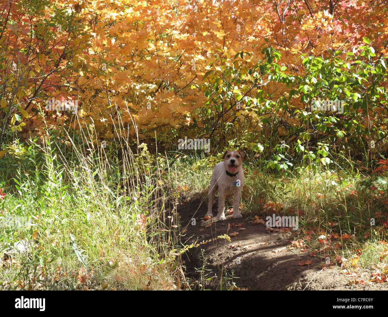 Chien sur sentier de randonnée pédestre à travers les arbres avec des feuilles à Killyon Canyon, Utah, United States Banque D'Images