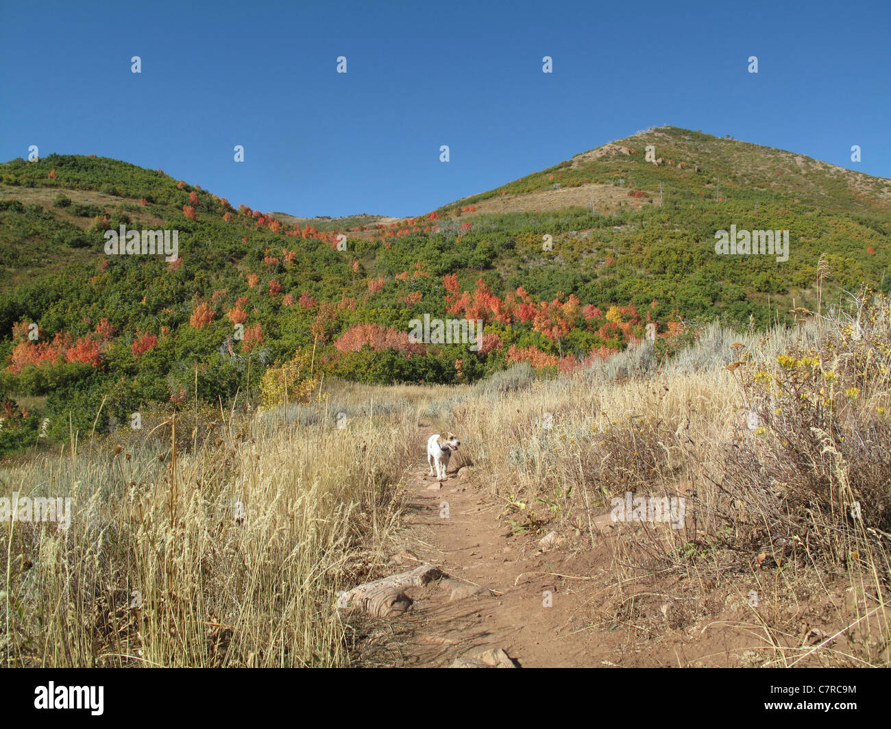 Les arbres avec des feuilles colorées à Killyon Canyon, Utah, United States Banque D'Images