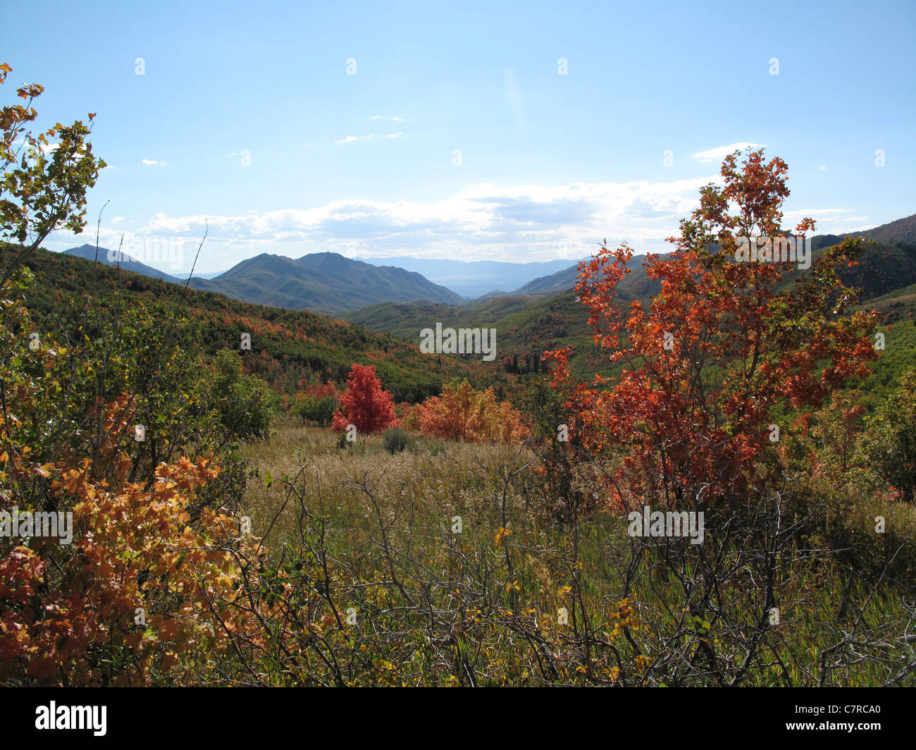 Les arbres avec des feuilles colorées à Killyon Canyon, Utah, United States Banque D'Images