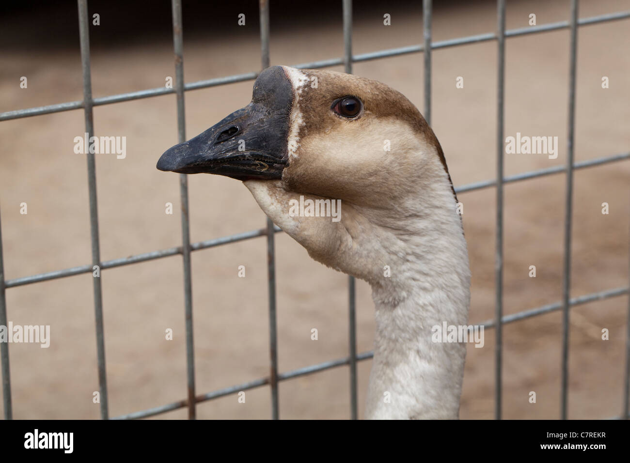 Goose (Anser cygnoides africaine). Comme les Chinois Goose une forme domestiquée de l'oie cygnoïde sauvage. Fleurit dans les tropiques. Banque D'Images
