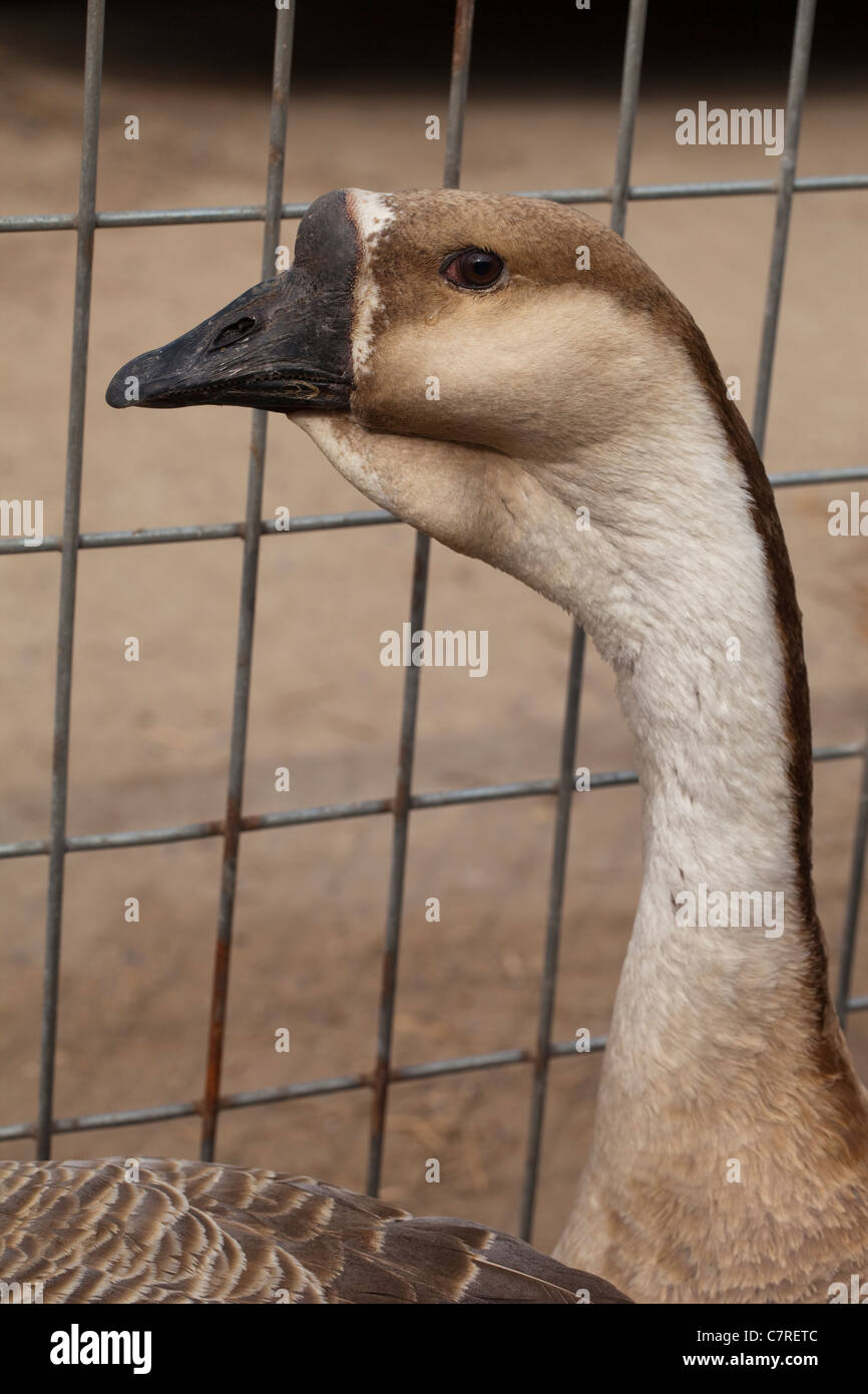 Goose (Anser cygnoides africaine). Comme les Chinois Goose une forme domestiquée de l'oie cygnoïde sauvage. Fleurit dans les tropiques. Banque D'Images