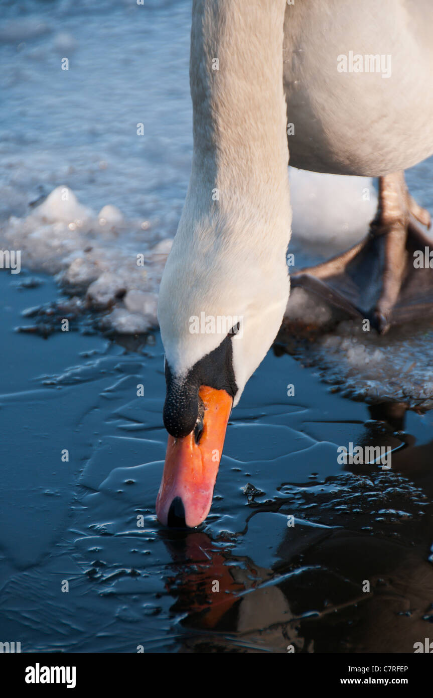 Un livre blanc Cygne muet essayant d'obtenir un verre à travers la glace sur un lac gelé. Banque D'Images