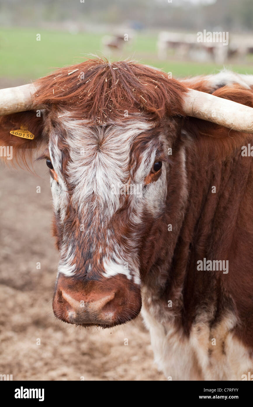 English Longhorn Vache (Bos taurus). Portrait. Banque D'Images