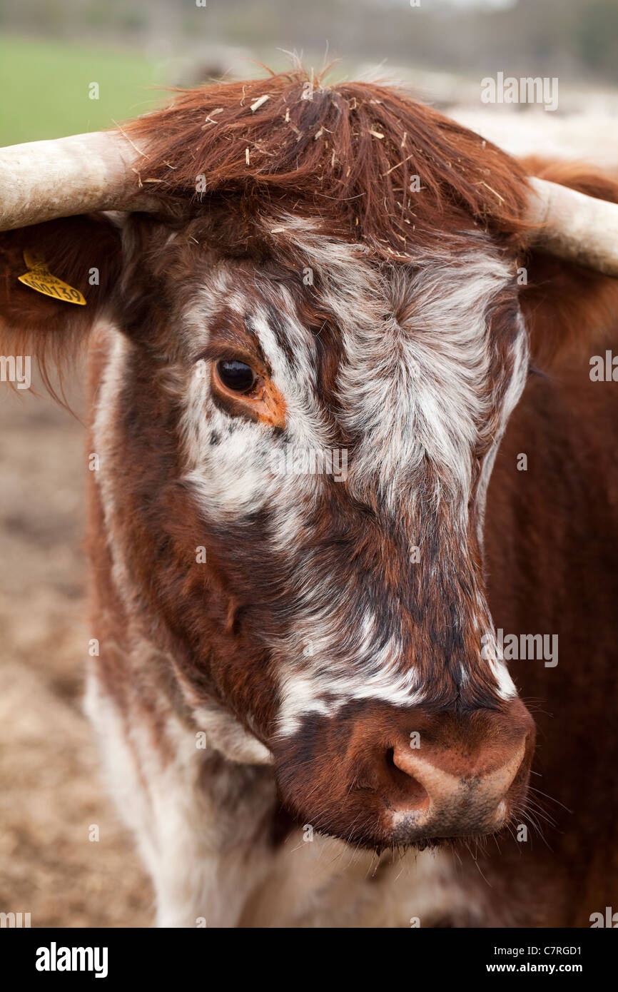 English Longhorn Vache (Bos taurus). Portrait. Banque D'Images