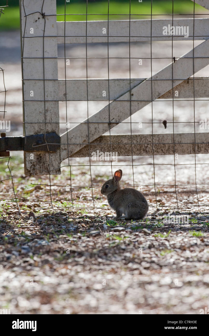 Jeune Lapin (Oryctolagus cuniculus). Contre une porte de jardin avec compensation d'exclusion d'une trop grande taille pour un jeune animal. Banque D'Images